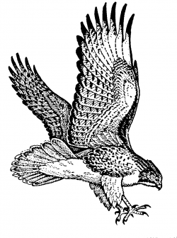 free hawk images | Arthur's Free Raptor Bird Clipart Page 3 | Unique ...