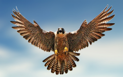 Falcon Clipart HD Wallpaper, Background Images