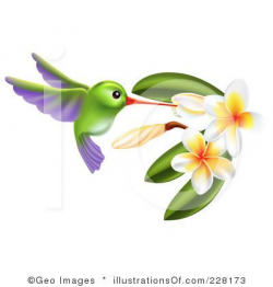 40 best hummingbird clipart images on Pinterest | Hummingbird ...