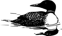 Common Loon clip art Free vector in Open office drawing svg ( .svg ...
