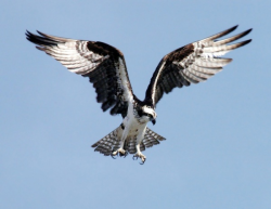 Osprey adler bird of prey Free stock photos in JPEG (.jpg) 1500x1146 ...