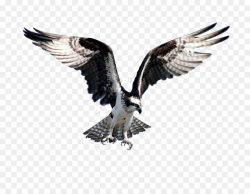 Bird of prey Bald Eagle Flight Osprey - eagle png download - 1200 ...