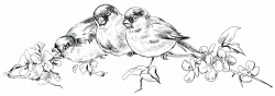 vintage birds clipart, birds on branch, black and white bird graphic ...