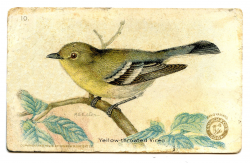 Free Vintage Birds Clipart