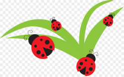 Ladybird Drawing Clip art - Ladybug Birthday Cliparts png download ...
