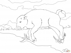 Baby Bison coloring page | Free Printable Coloring Pages