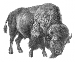 Gallery for buffalo clip art black and white 2 image - Clip Art Library