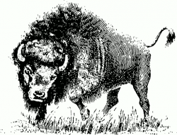 Free Bison Clipart, 1 page of Public Domain Clip Art