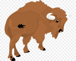 American bison Animal Bison hunting Clip art - buffalo png download ...