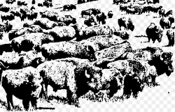 Buffalo Herd American bison Clip art - buffalo png download - 2392 ...