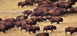 Herd Of Buffalo Clipart