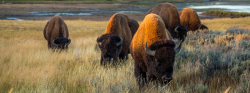 Plains Bison | Species | WWF