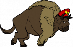 beautiful-cartoon-bison-bison-cartoon-clipart-best-cartoon-bison.gif