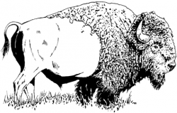 Bison (American buffalo) coloring page | Free Printable Coloring Pages