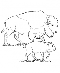 Wild animal coloring page | Bison mother and calf Coloring page ...