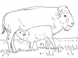 American Bison with Calve coloring page | Free Printable Coloring Pages