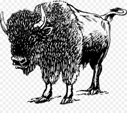 American bison Drawing Clip art - recienergy drink bison psdpes png ...