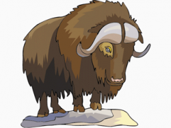 Muskox clipart translucent - Pencil and in color muskox clipart ...