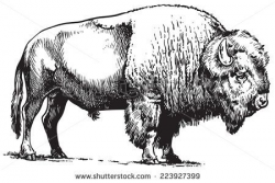 Buffalo Stock Photos, Images, & Pictures | Shutterstock | white and ...