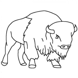 Bison Skull Drawing at GetDrawings.com | Free for personal use Bison ...