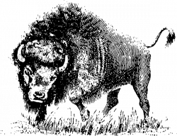 Buffalo Clip Art at Clker.com - vector clip art online, royalty free ...