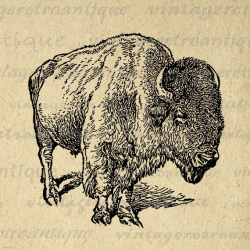 Printable Image Buffalo Graphic Bison Download Digital Antique Clip ...