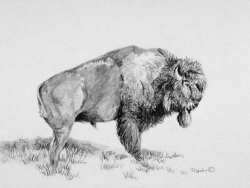 Buffalo Pencil Drawings Buffalo Pencil Drawing | drawing/art ...