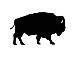 Bison Buffalo Nature Mammal Wild Animal Wildlife Bull Power America ...