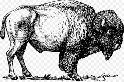 American bison Clip art - bison png download - 2400*1578 - Free ...