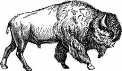 Bison Clip Art | Arts and crafts | Pinterest | Bitter, Buffalo and ...
