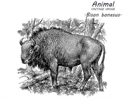 Bison clip art. Stock image. Digital vintage graphical art. Animal ...