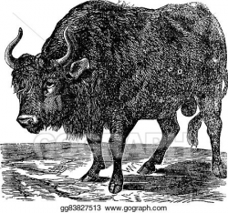 Vector Illustration - The american bison or american buffalo ...