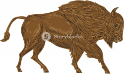 Illustration of a North American bison, plain bison, wood bison or ...
