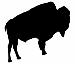Black Bison Free Stock Photo - Public Domain Pictures