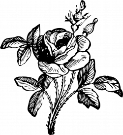 Jasmine PNG Black And White Transparent Jasmine Black And White.PNG ...