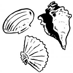 Seashell shell clip art black and white sea shell clipart ...