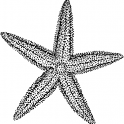 Starfish Clipart Black And White brain clipart hatenylo.com