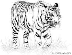 Black and white Tiger Animal free black white clipart images ...