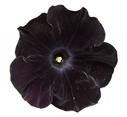 submission black flower 5 png transparent petunia transparent flower ...