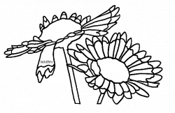 Indian Blanket Flower Coloring Page - 2018 Open Coloring Pages