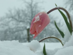 Free snow flower Images, Pictures, and Royalty-Free Stock Photos ...