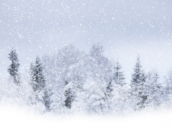 Download wallpaper: winter Forest, , snow, photo, wallpapers, download