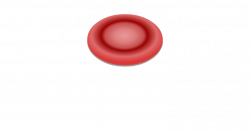 General Structure and Functions of Red Blood Cells