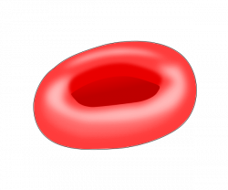 Red Blood Cell PNG Transparent Red Blood Cell.PNG Images. | PlusPNG