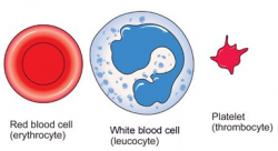 Blood cells - structure and functions - Biology Notes for IGCSE 2014