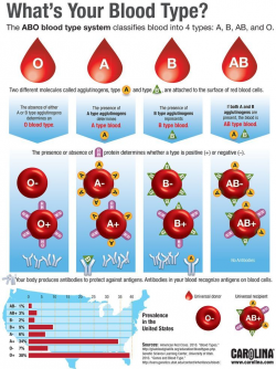What's Your Blood Type? Infographic from Carolina about blood type ...