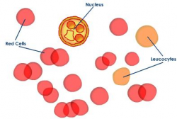 Components of Circulatory System,blood Vessels | Tutorvista.com