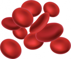 Blood cells clipart - Clipground