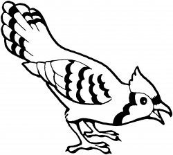 Blue Jay Black And White Clipart