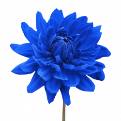 15 Blue flower png for free download on mbtskoudsalg